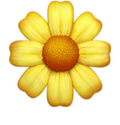 <h4>Calendula</h4>
<b>The Gentle Comforter</b>
Calendula is one of those beautiful botanical ingredients that never shouts for attention. Instead, it quietly helps soothe and comfort skin while supporting its natural recovery.
If your skin has been feeling a little overwhelmed...
Calendula is like a gentle hand on your shoulder.
🥒 Skin Pickle Says... 